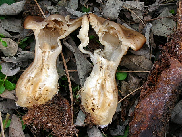 Clitocybe geotropa e Omphalotus olearius